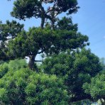 Tis japonský (Taxus Intermedia) ´CUSPIDATA´ výška: 200 cm, kont. C500L - BONSAJ - VZÁCNY A JEDINEČNÝ EXEMPLÁR (PÔVOD JAPONSKO)